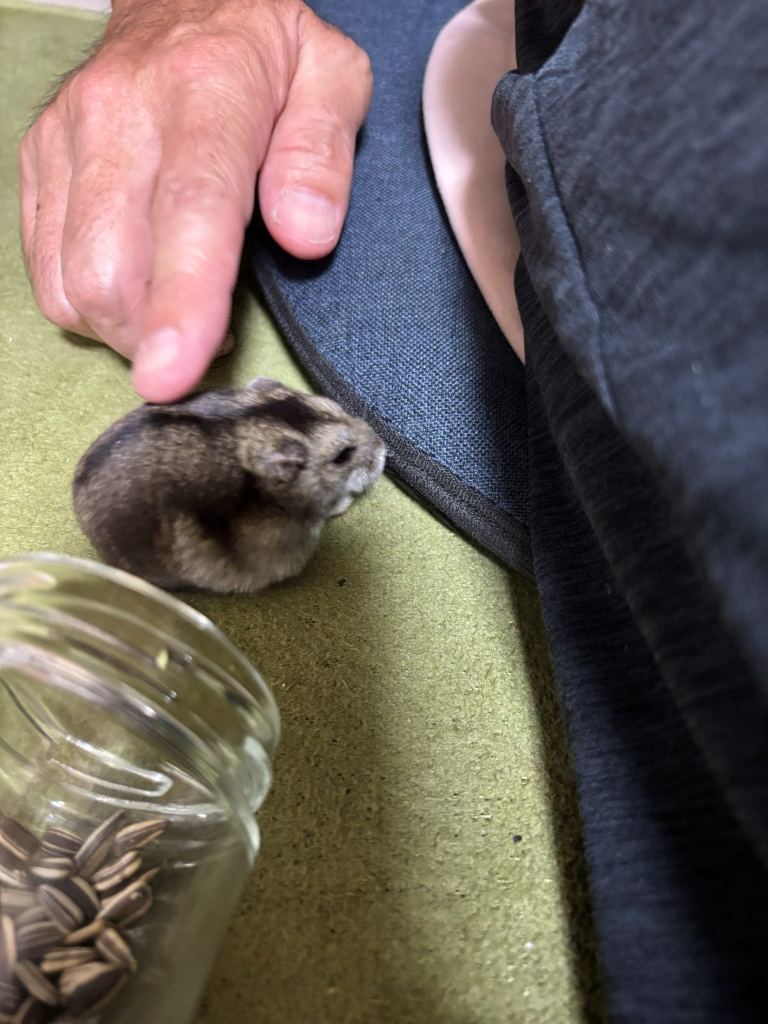 緑の床の上にいるハムスターのむぎ