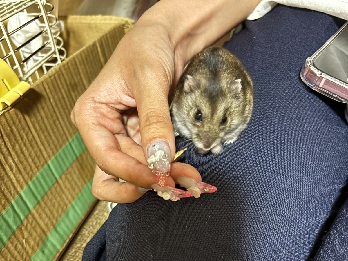 手から種を受け取るハムスターのむぎ