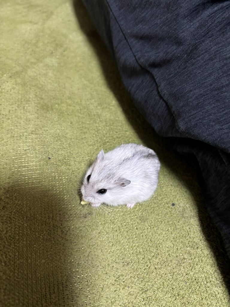 緑の床の上にいるハムスターのうみ