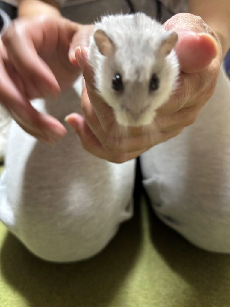 両手にのせられてこちらを見ているハムスターのうみ