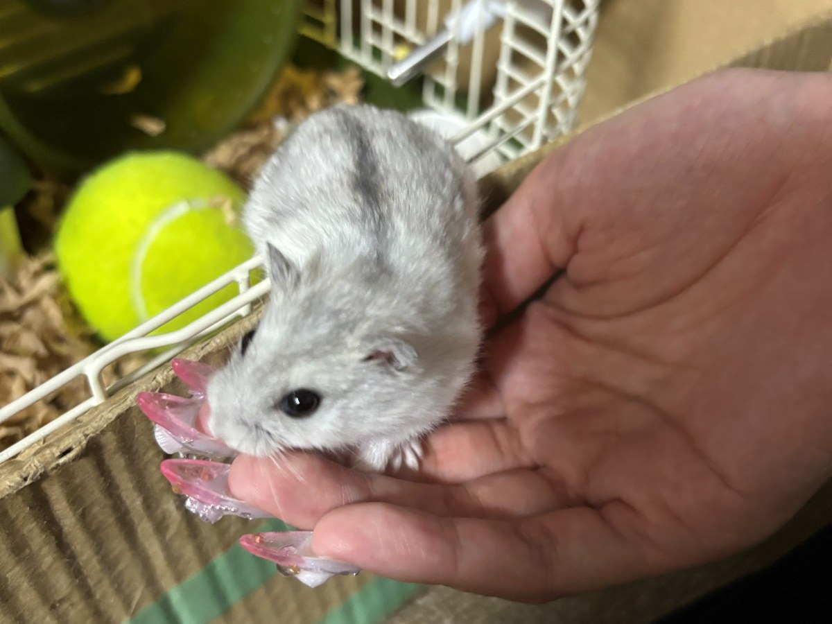 手のひらに乗っているハムスターのうみ