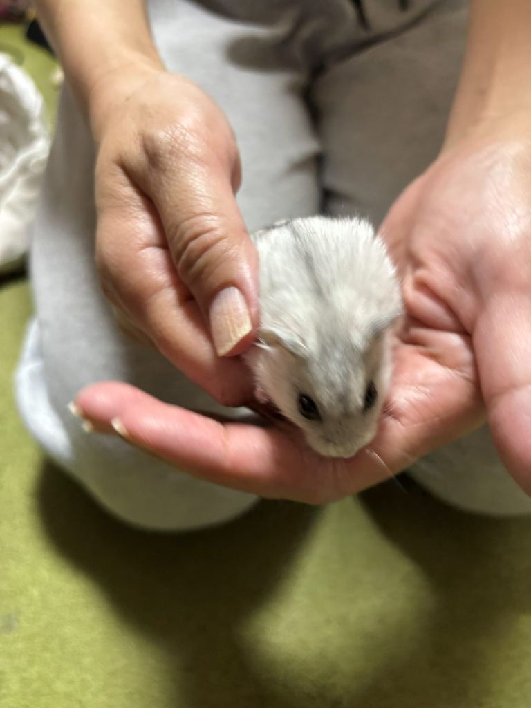両手にのせられているハムスターのうみ