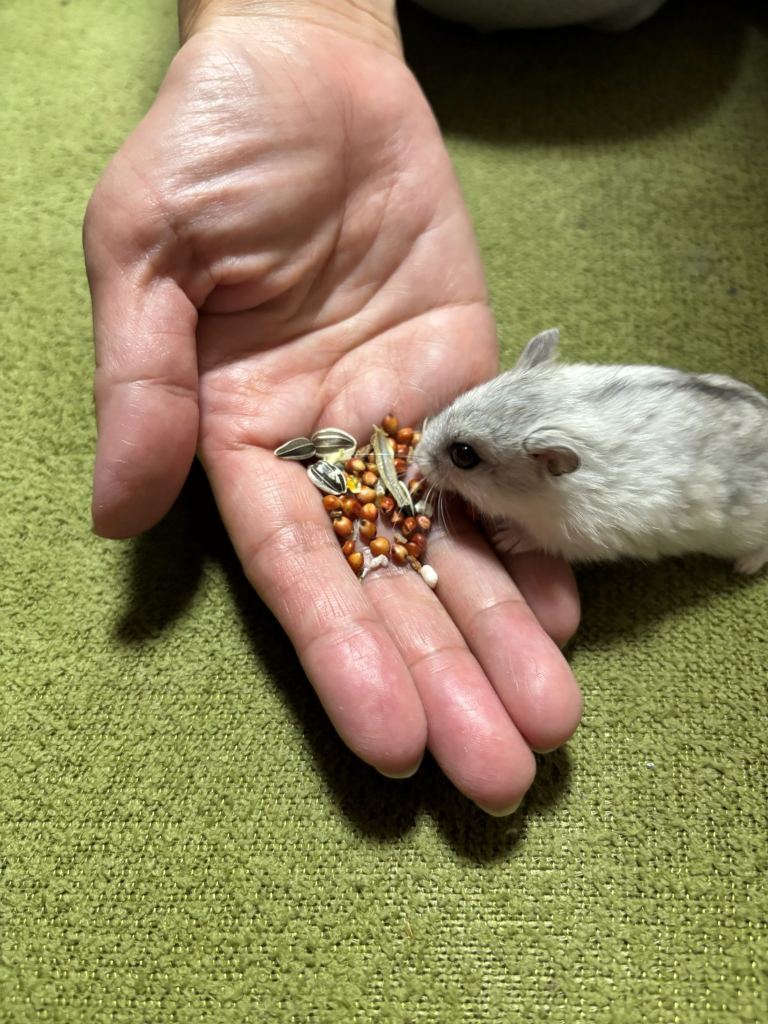 手のひらにのせた種を食べているハムスターのうみ