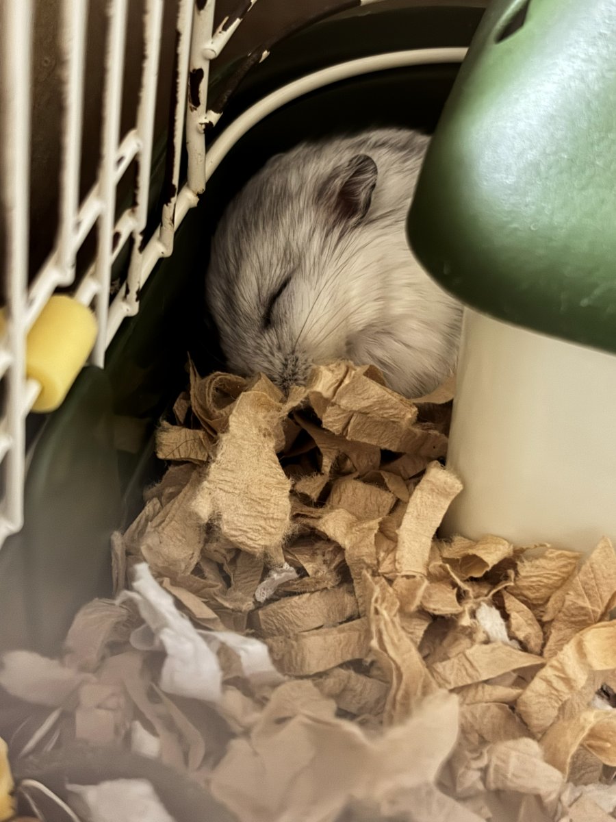 緑の小屋のそばで丸くなって眠るハムスターのうみ