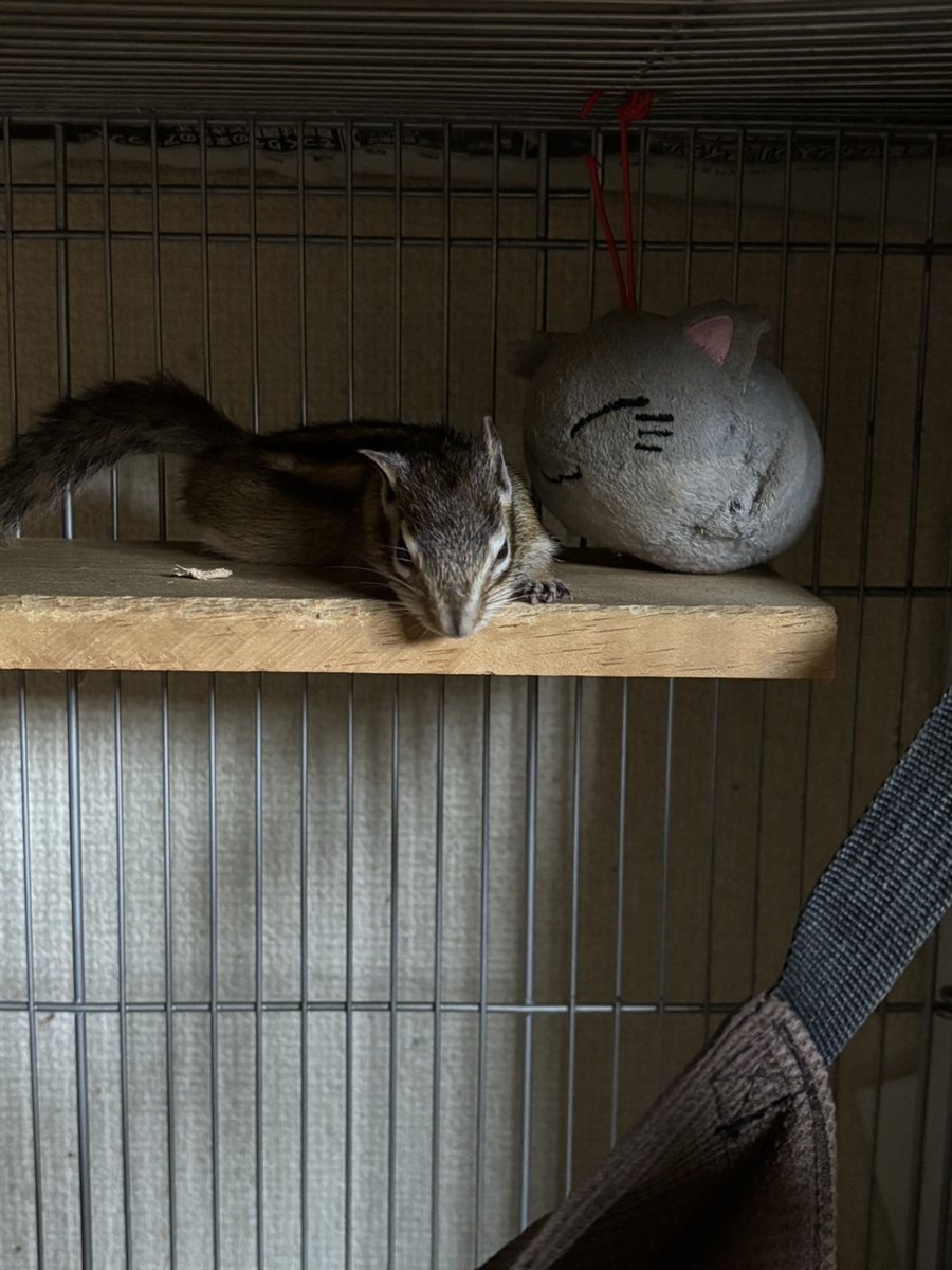 シマリスが飼育ケージの板の上で体を伸ばして寝ている
