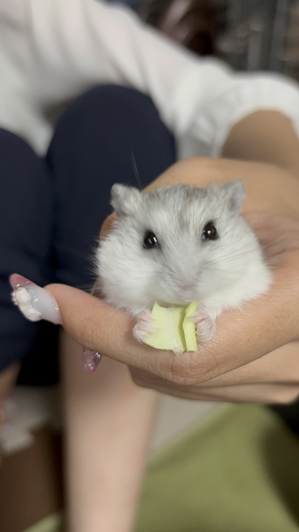 野菜を両手で持って食べているジャンガリアンハムスターのうみ