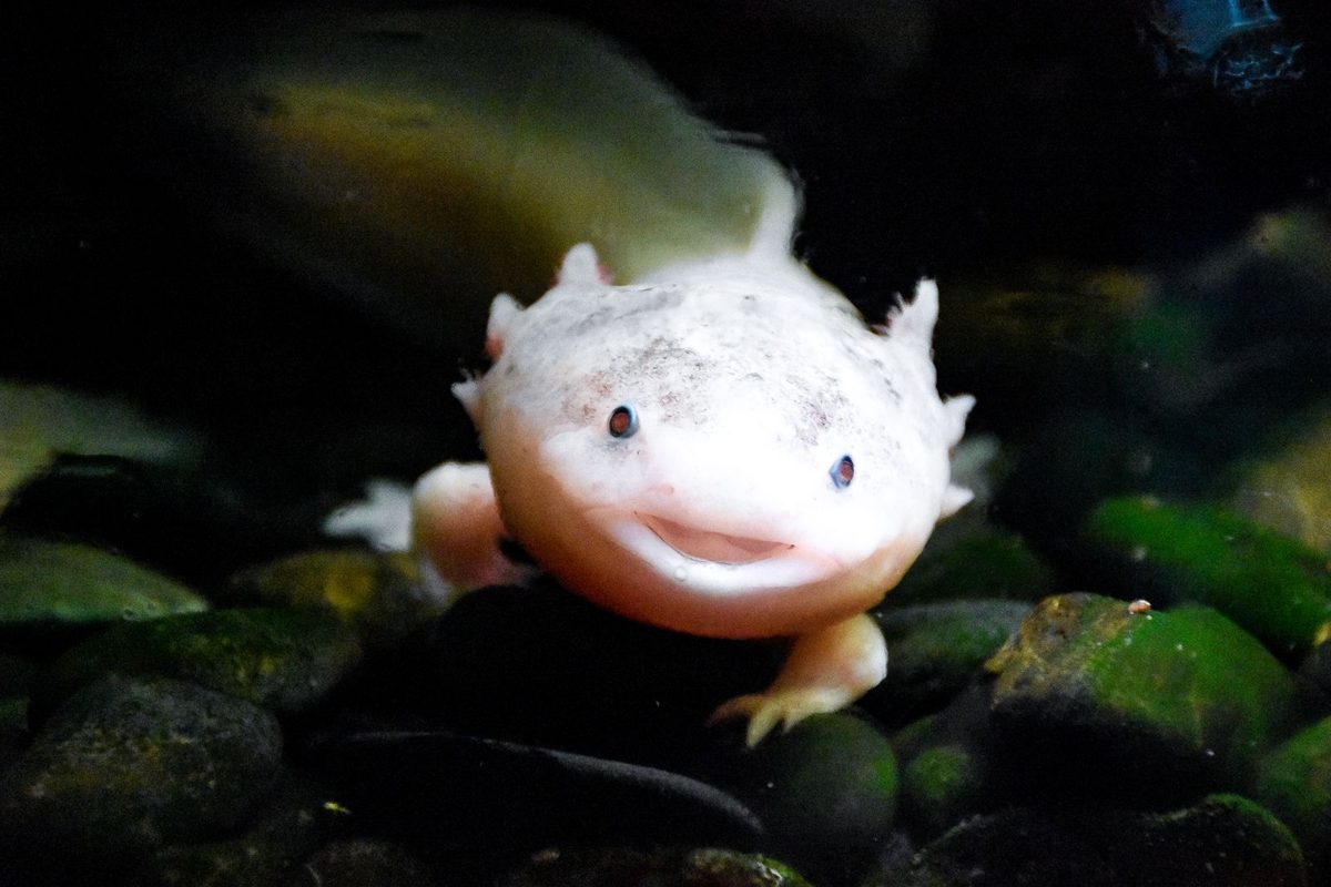 ウーパールーパーのイメージ写真