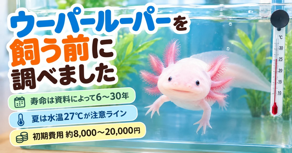 ウーパールーパーを飼う前に調べました