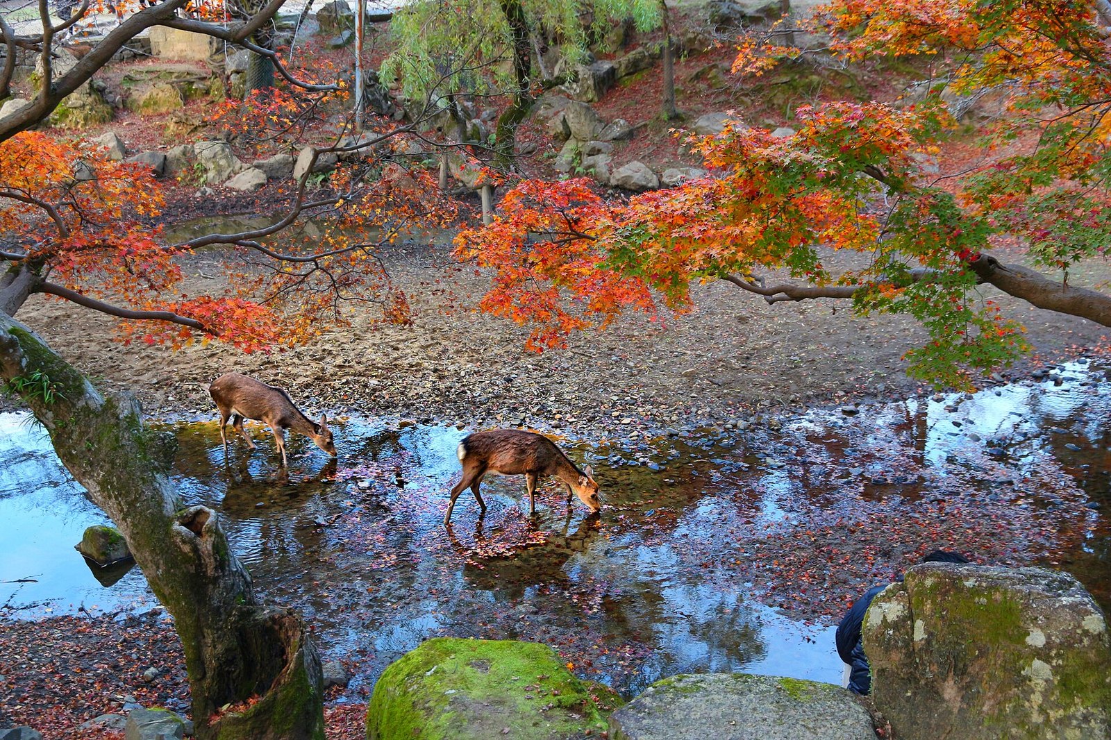 奈良公園。紅葉の下で水辺に立つ鹿