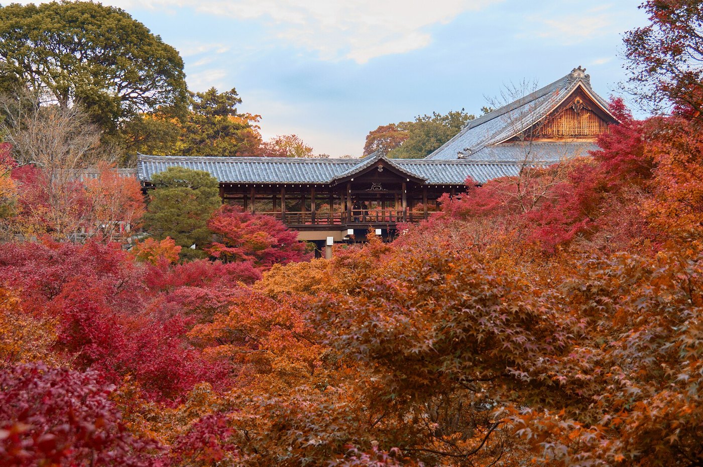 東福寺の通天橋と本堂。赤く色づいたもみじ